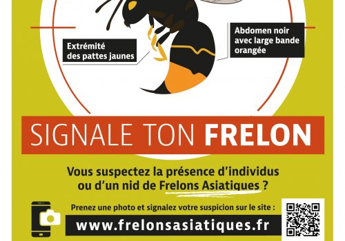 Lutte contre le frelon asiatique : atelier fabrication de pièges