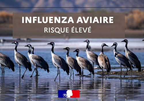 Influenza aviaire