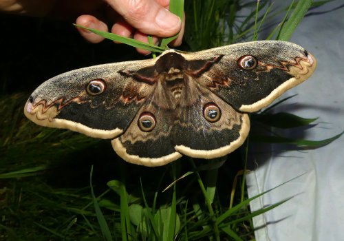 Identification des papillons de nuit