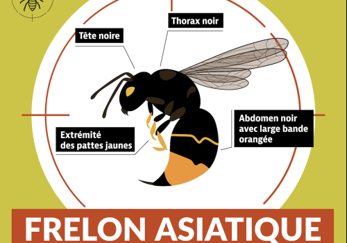 Réunion d'information frelon asiatique